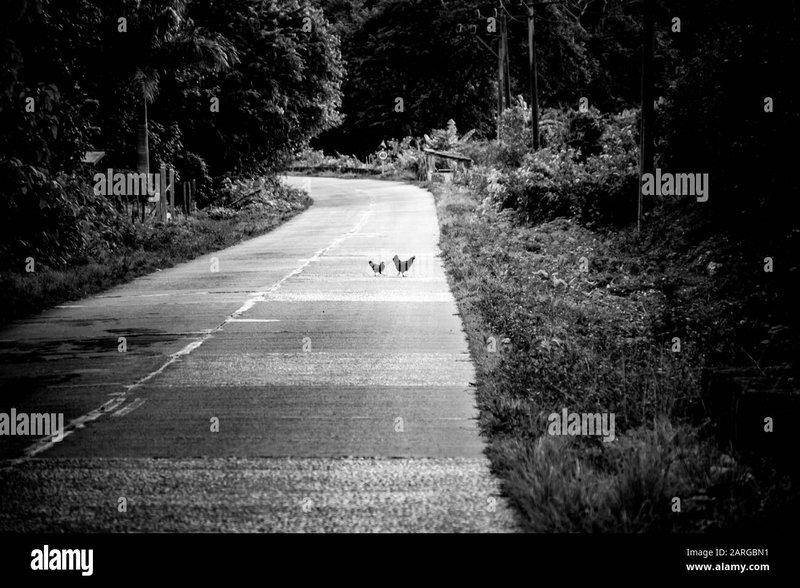 Découvrez chicken road en ligne